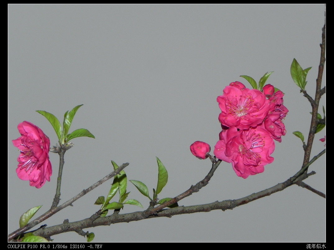 DSCN2464.JPG