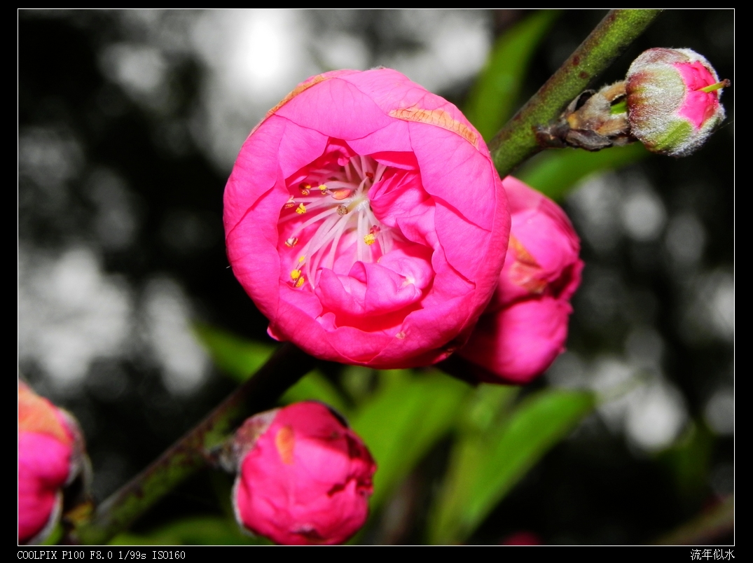 DSCN2498.JPG