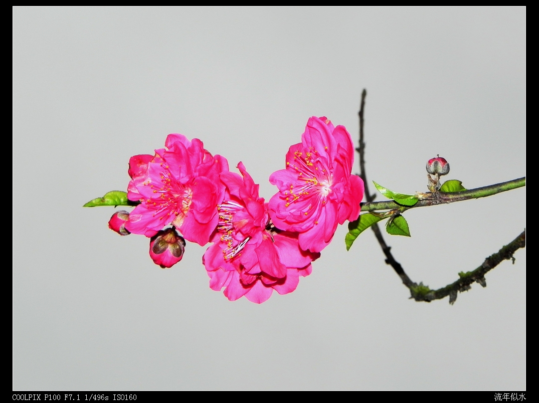 DSCN2529.JPG