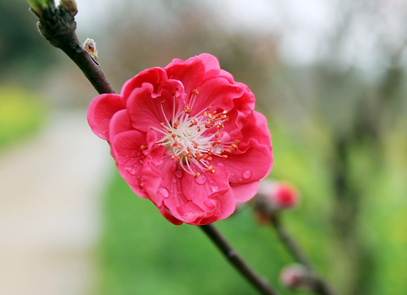 桃花 (121).jpg