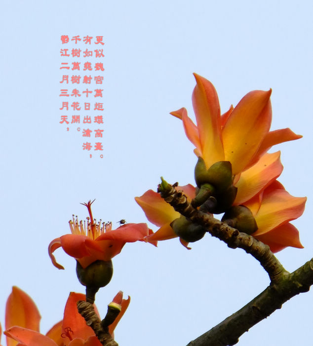 DSCF5746AZ.jpg