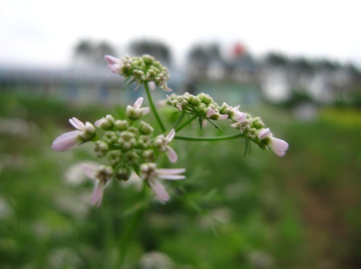 艳西菜花