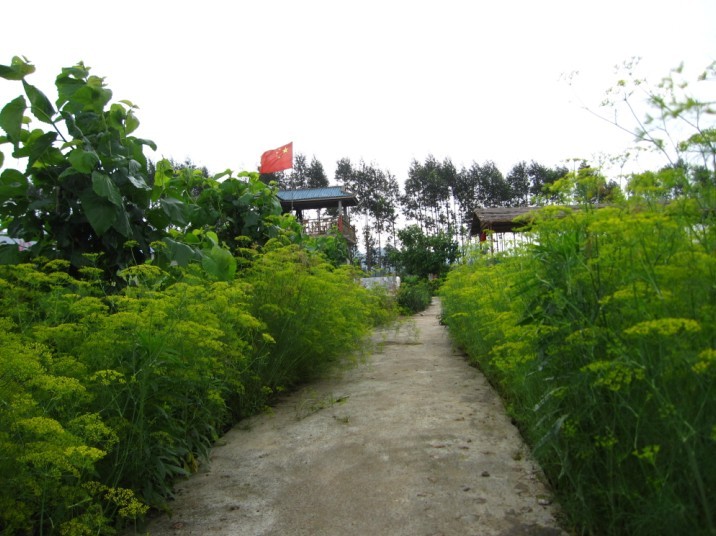 菜花大道