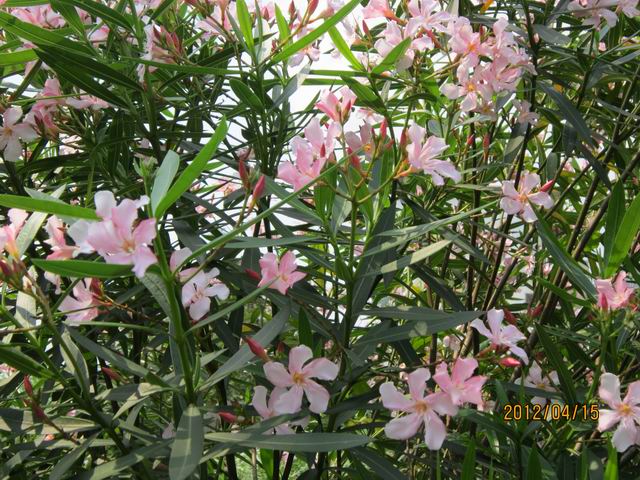 调整大小 IMG_0941.jpg