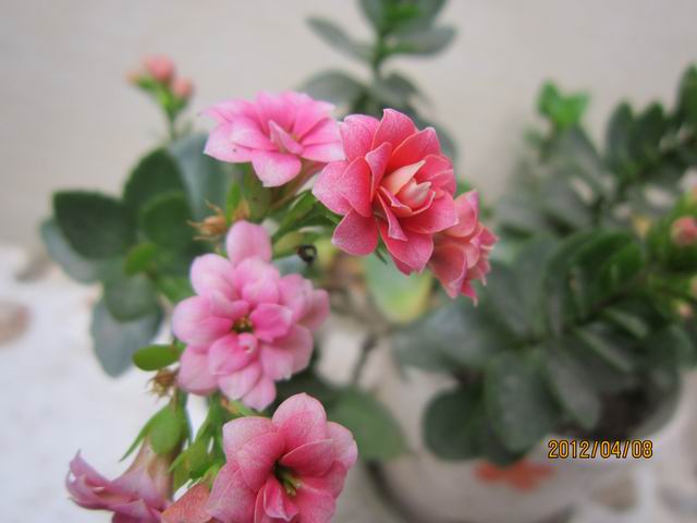 调整大小 IMG_0738.jpg