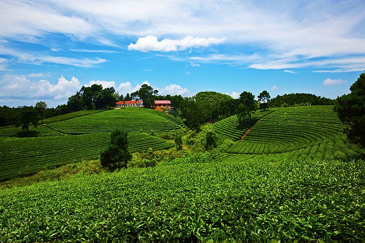 2茶园风光a.jpg