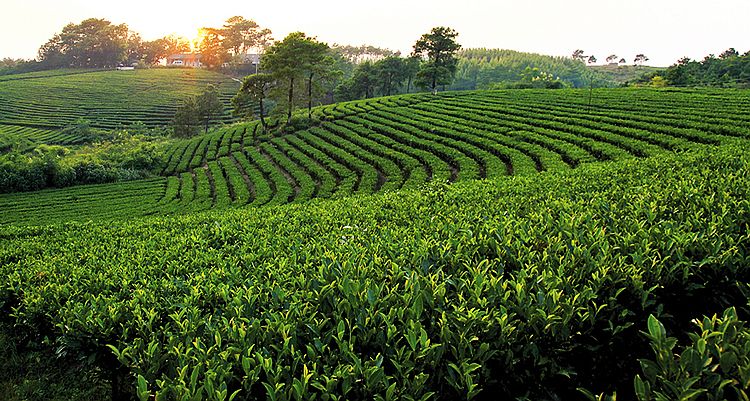 4茶园风光.jpg