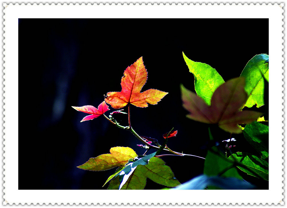 DSC00723.JPG