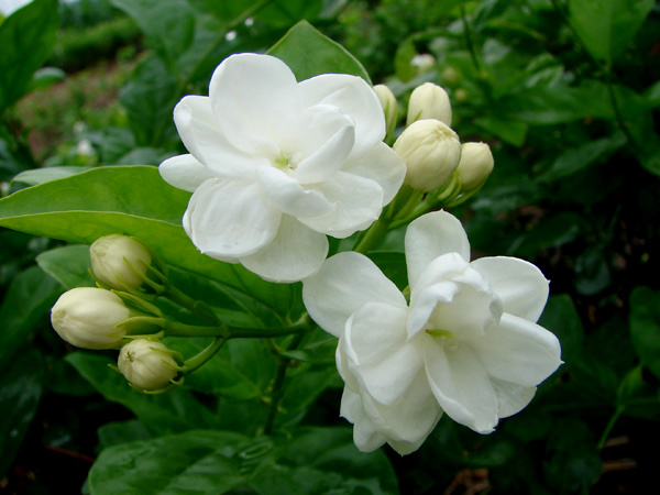 mlh20100528.JPG