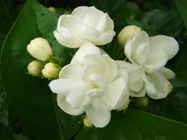 mlh20100528 (20).JPG