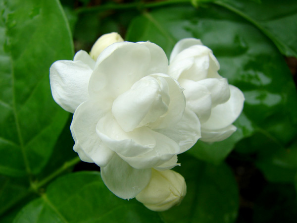mlh20100528 (24).JPG