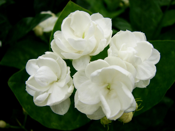 mlh20100528 (31).JPG