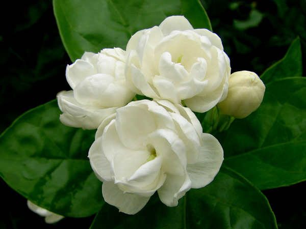 mlh20100528 (34).JPG