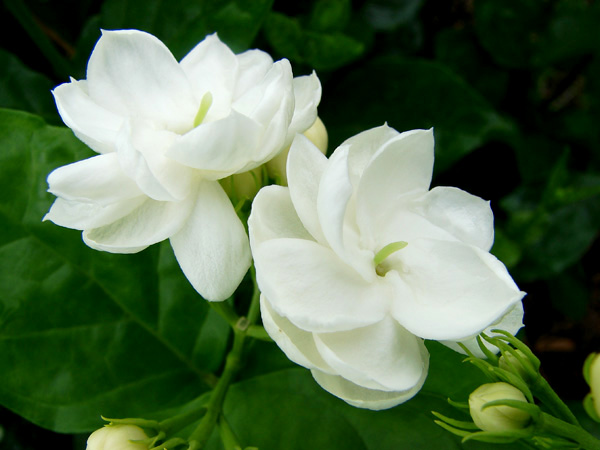 mlh20100528 (76).JPG