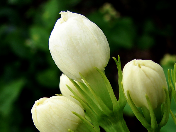 mlh20100528 (78).JPG
