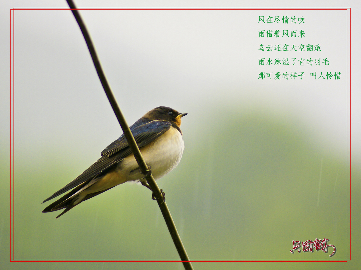雨中的浪漫3.jpg