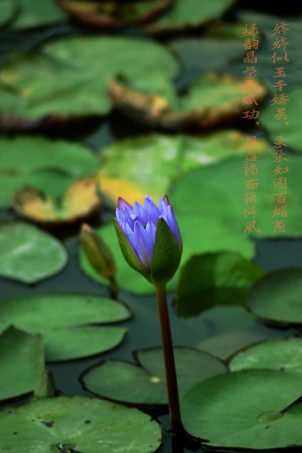 IMG_5991a.jpg