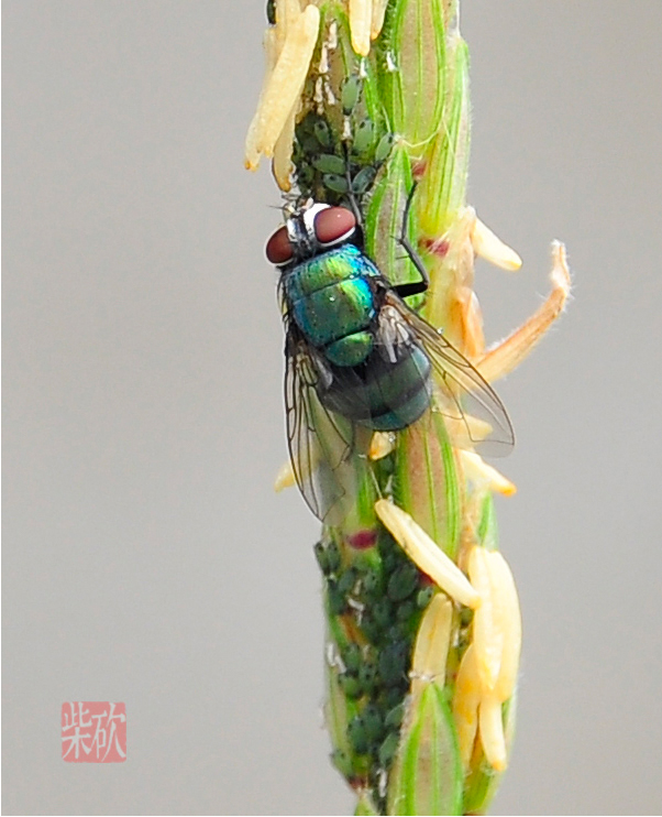 美丽的苍蝇4.jpg