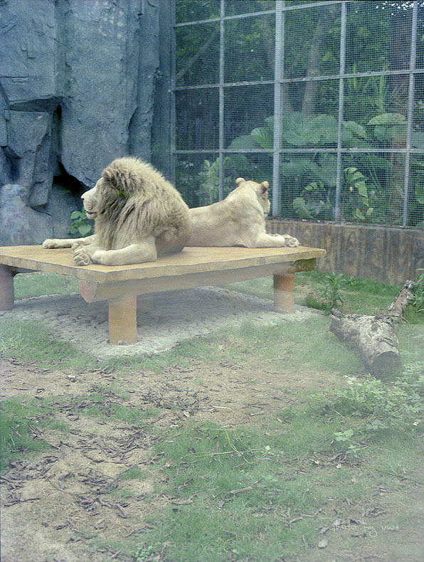 tiger.jpg