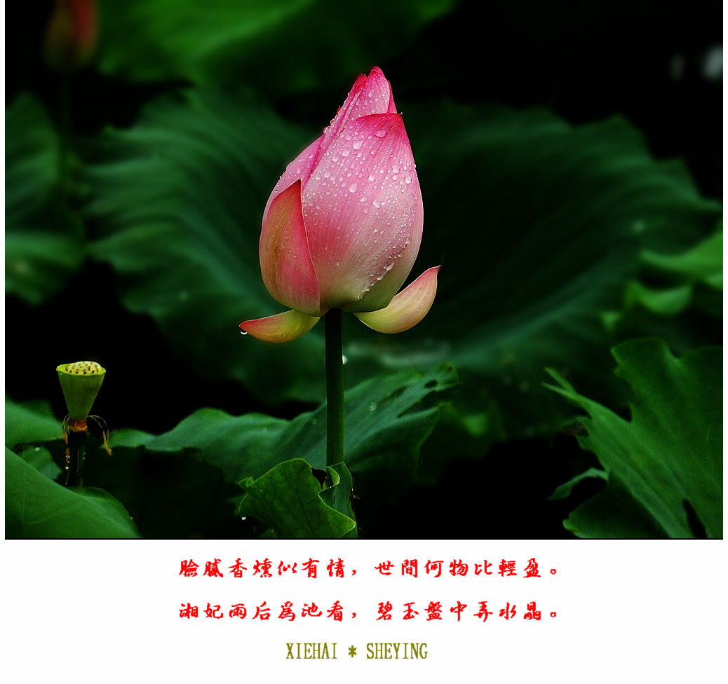 DSCF9217.jpg