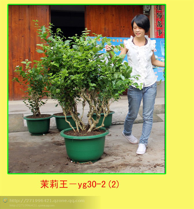 茉莉王223.jpg