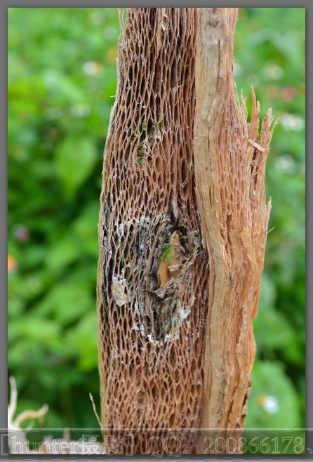 DSC_0615.jpg