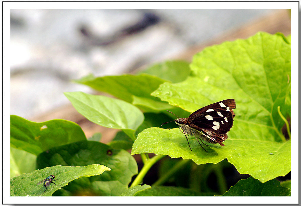 DSC00004.JPG