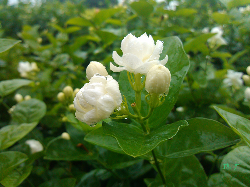 IMG_20120726_150027_副本.jpg