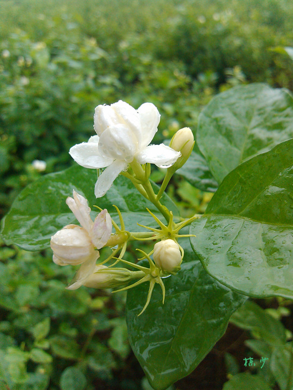 IMG_20120726_150338_副本.jpg