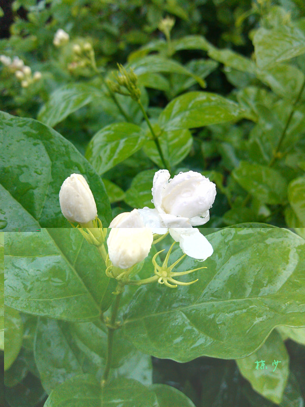 IMG_20120726_150352_副本.jpg