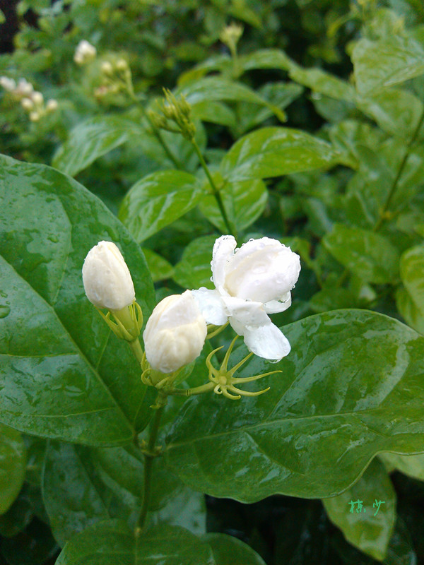 IMG_20120726_150352_副本.jpg