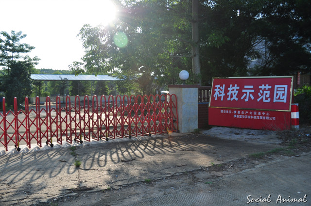 横县科技示范园养鹅场 2012-07-30 018.jpg