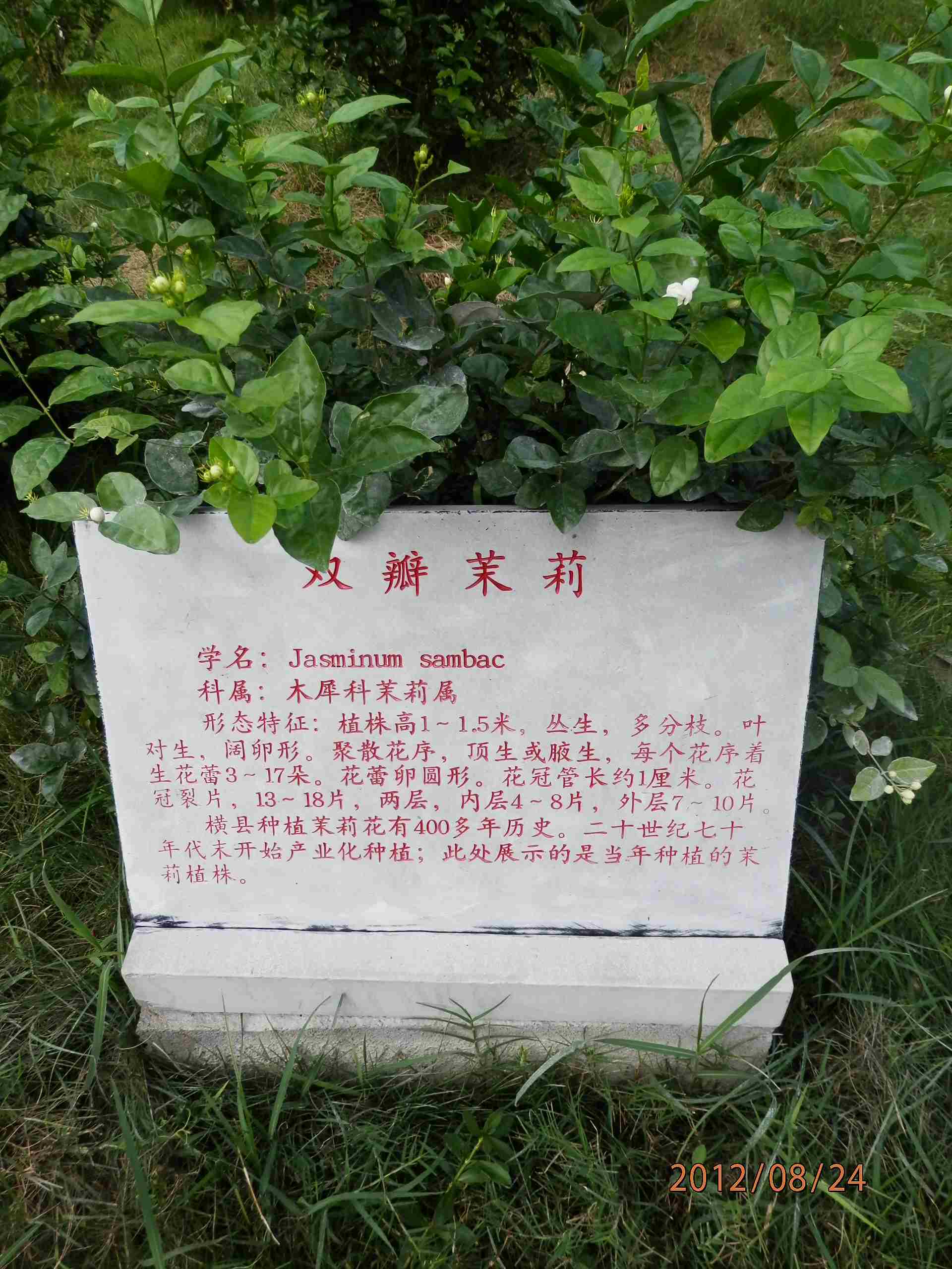P8241361.JPG