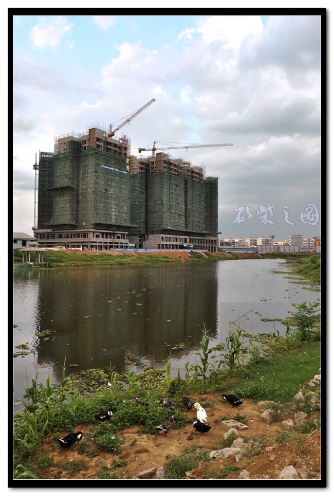 龙池湖畔1c.jpg