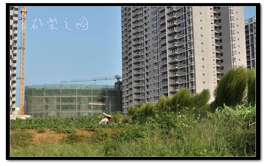 龙池湖畔5.jpg