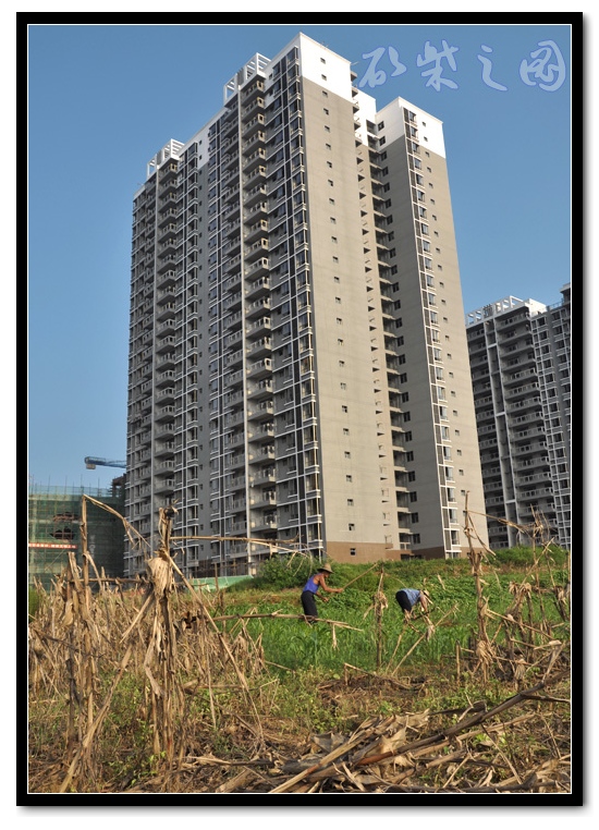 龙池湖畔7.jpg