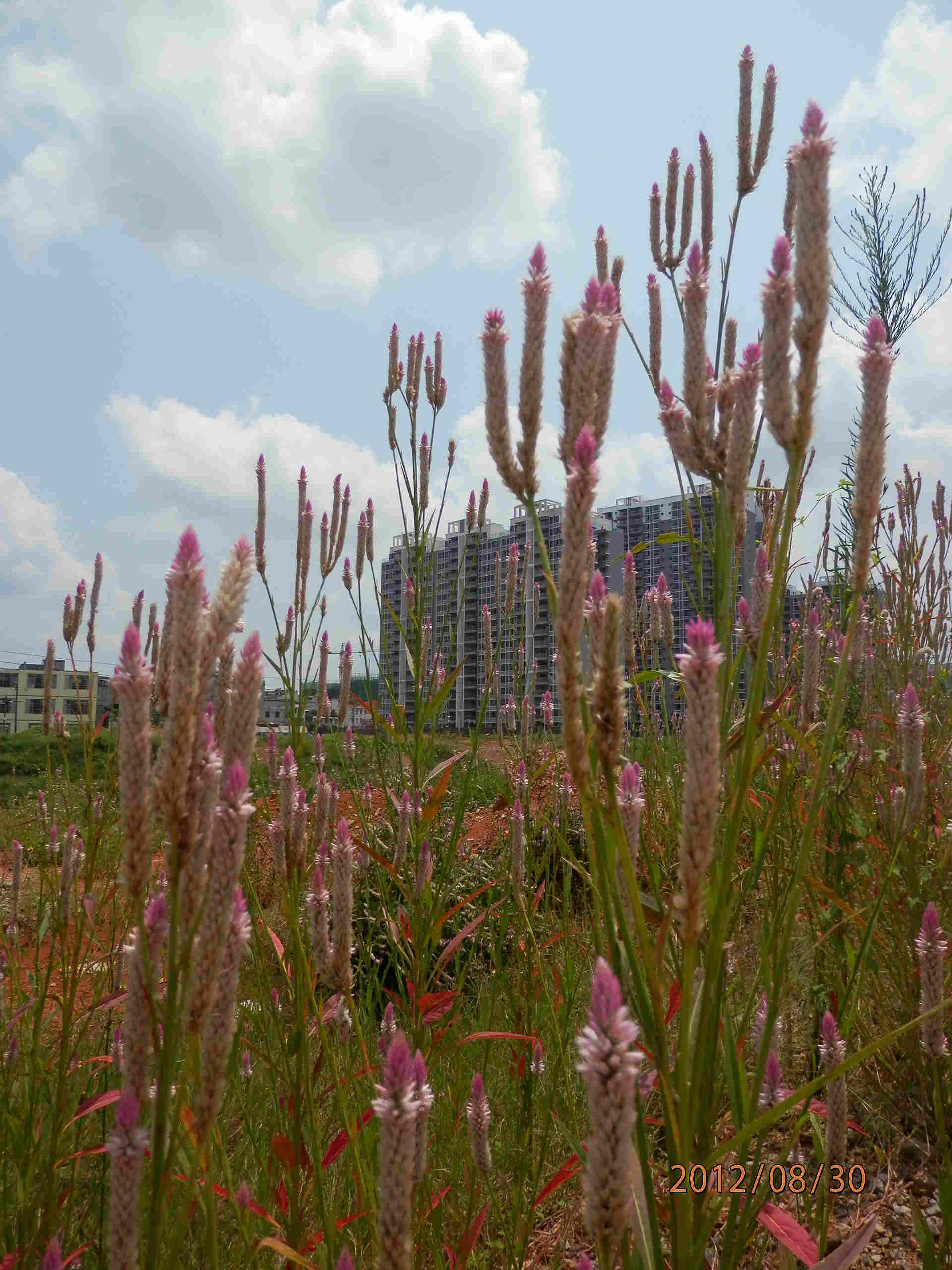 P8301509.JPG