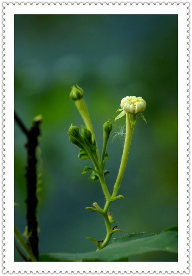 DSC00525_副本.JPG