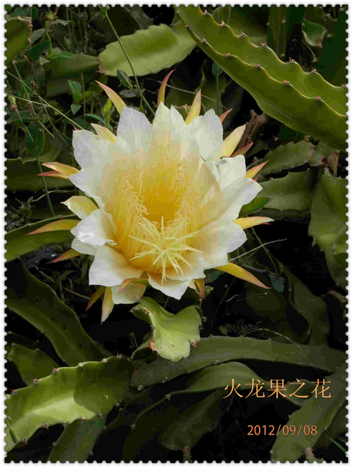 复件 P9081204_副本_副本.jpg