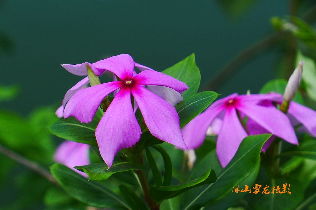 P1010379(001).jpg