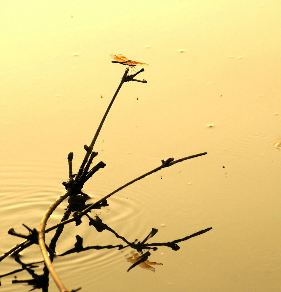 DSC01503_副本_副本.jpg