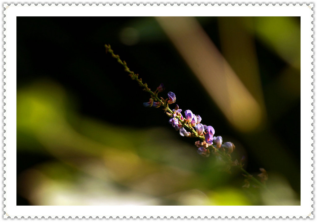 DSC01755_副本.JPG