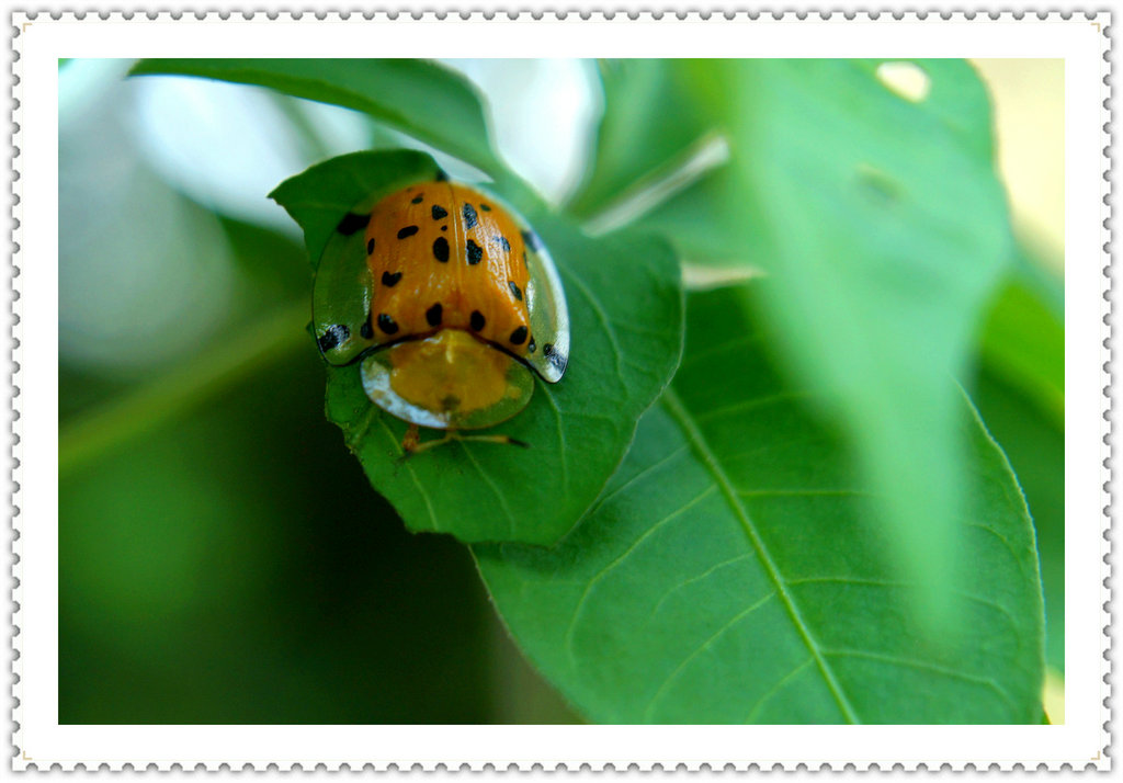 DSC00243_副本.JPG