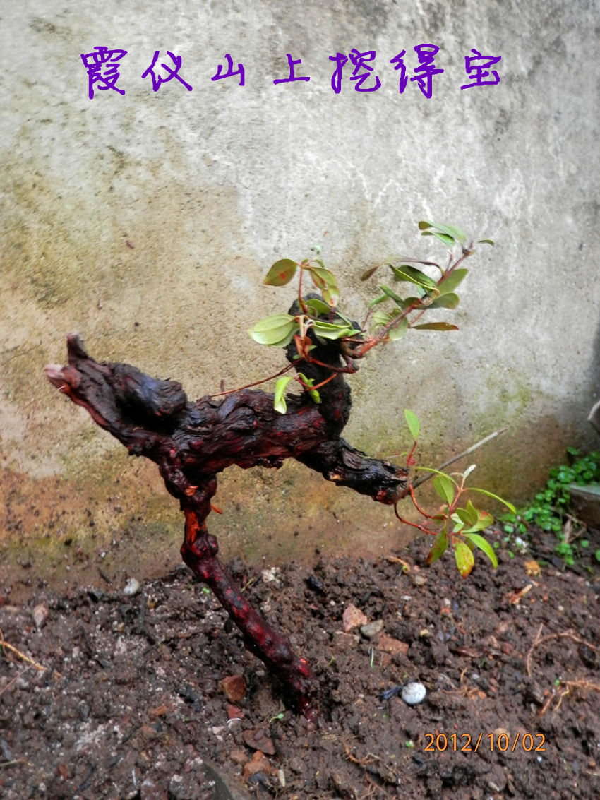 PA020175_副本.jpg
