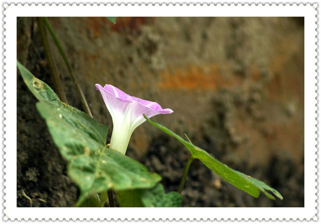 DSC03981_副本.JPG