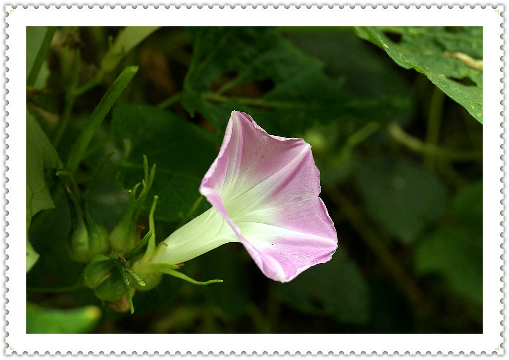 DSC03984_副本.JPG