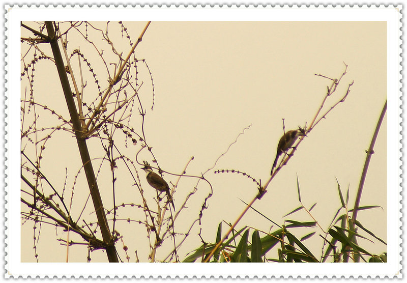 DSC02609_副本1.JPG