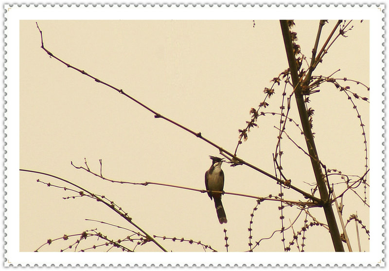 DSC02609_副本.JPG