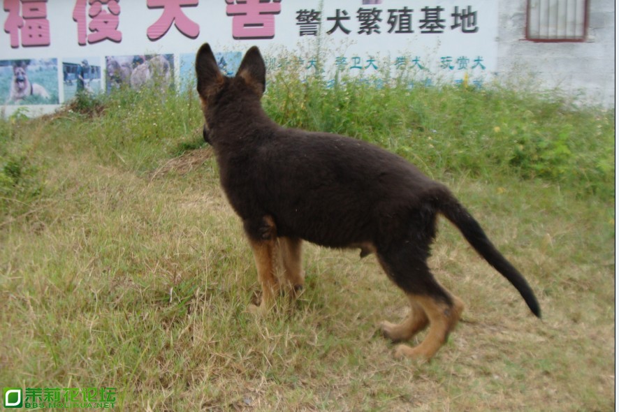 小德牧2.jpg