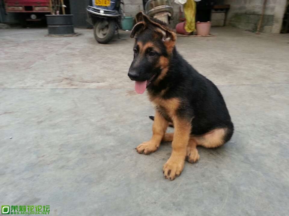 小德牧4.jpg